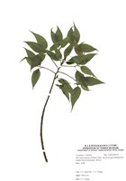 藏品(臺灣青莢葉)的圖片